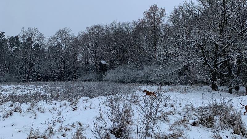 Walk –in bird hunting winter