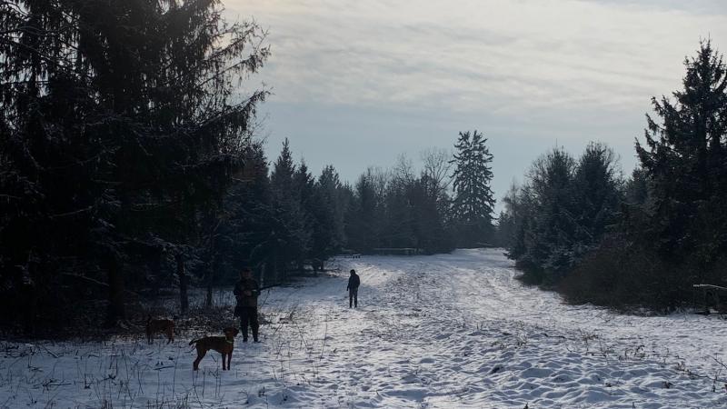 Walk –in bird hunting winter
