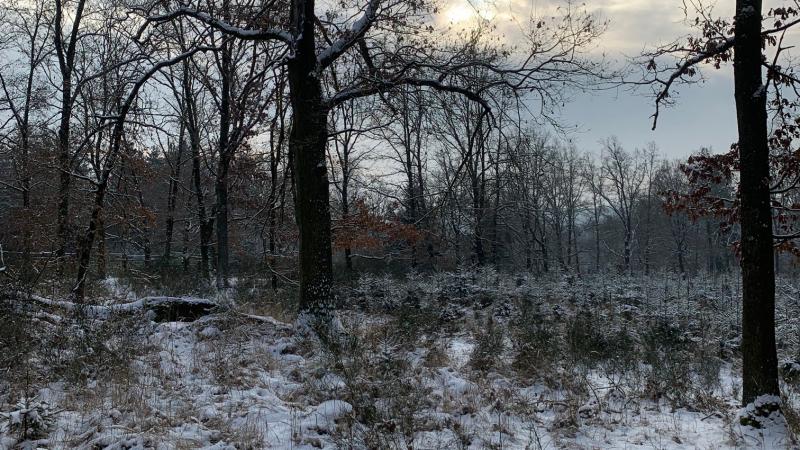 Walk –in bird hunting winter