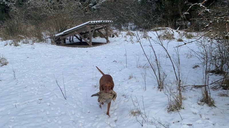 Walk –in bird hunting winter