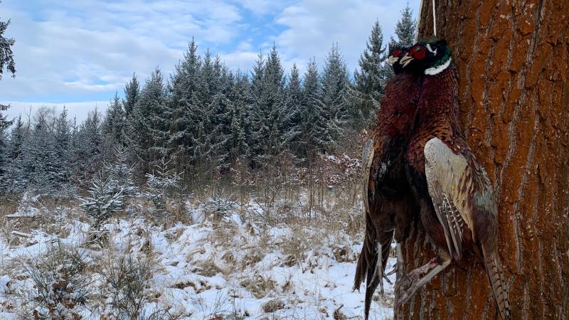Walk –in bird hunting winter