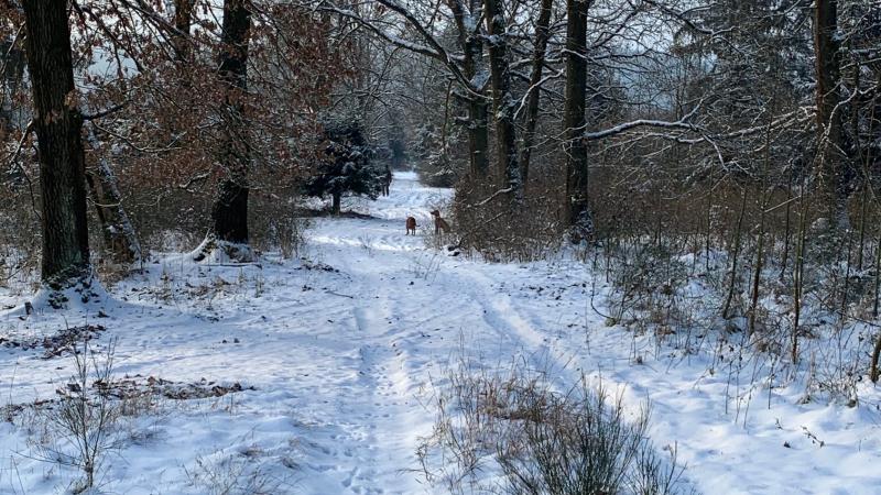 Walk –in bird hunting winter