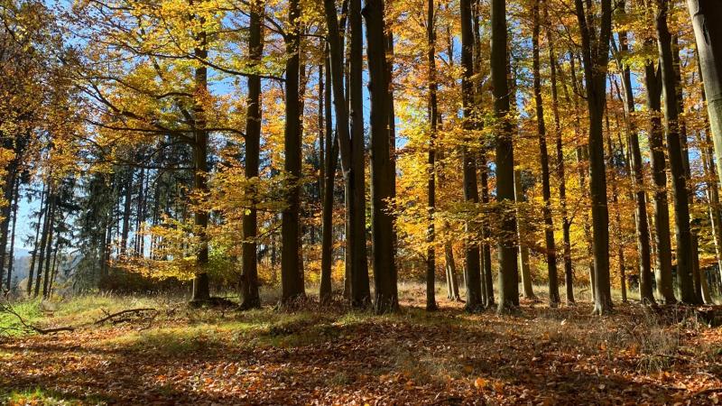 Walk –in bird hunting autumn