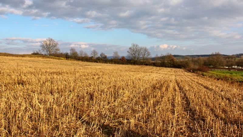 From the pheasant