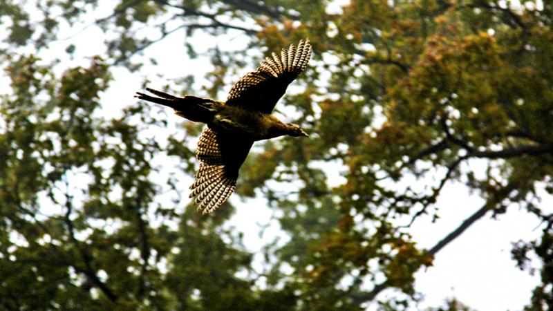 From the pheasant